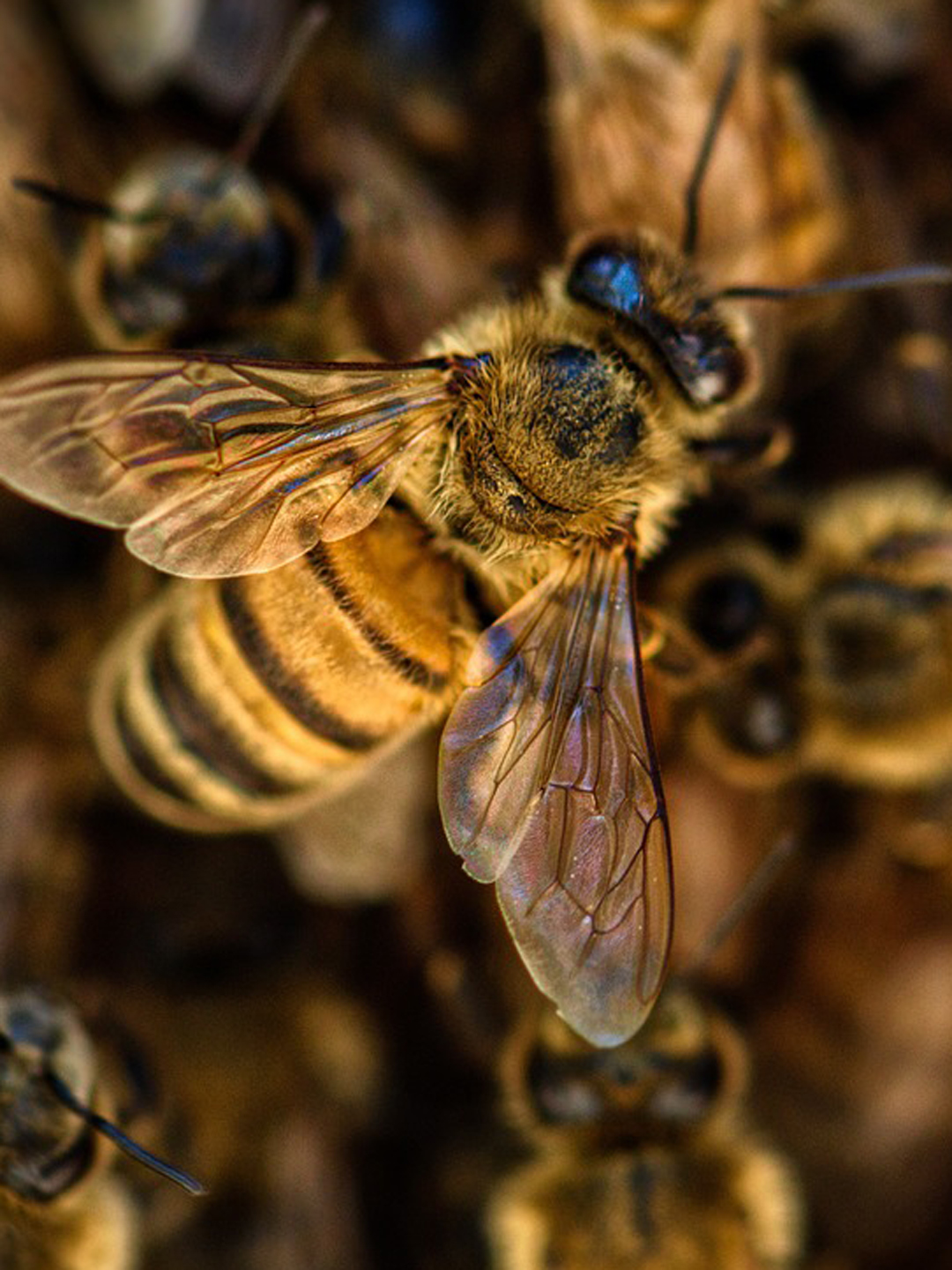 © Pixabay Biene sitzt auf Honigwaben.