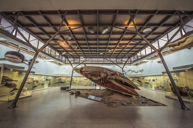 Foto Staatliches Museum für Naturkunde Stuttgart