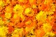 Das Bild zeigt Ringelblumenblüten. Die Blüten sind orange.