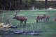 Ein Hirsch und mehrere Hirschkühe des Rotwilds sind auf einer Wiese zu sehen.