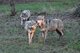 Drei Wölfe im Wildpark.