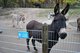 Esel auf der Jugendfarm Sindolino
