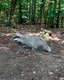 Eine Dachsfigur in einem Wald.