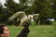 Ein Falke landet auf dem ausgestreckten Arm einer Frau.