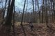 Zu sehen ist ein Wald, im Hintergrund läuft ein Mädchen mit einem schwarzen Hund.