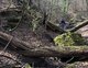 Zu sehen ist eine Szene im Wald mit moosbewachsenen Felsen und Bäumen.