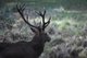 Einen Hirsch des Rotwildgehege mit einem prächtigen Geweih.