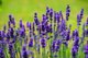 Auf dem Bild ist Lavendel zu sehen. Die Blüten isind lila.