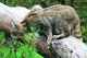 Eine geduckte Wildkatze mit flauschigem, dichten Fell sitzt lauernd auf einem breiten Ast im Wald.