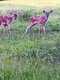 Das Foto aus dem Wildpark Pforzheim zeigt zwei Rehkitze auf einer Wiese.
